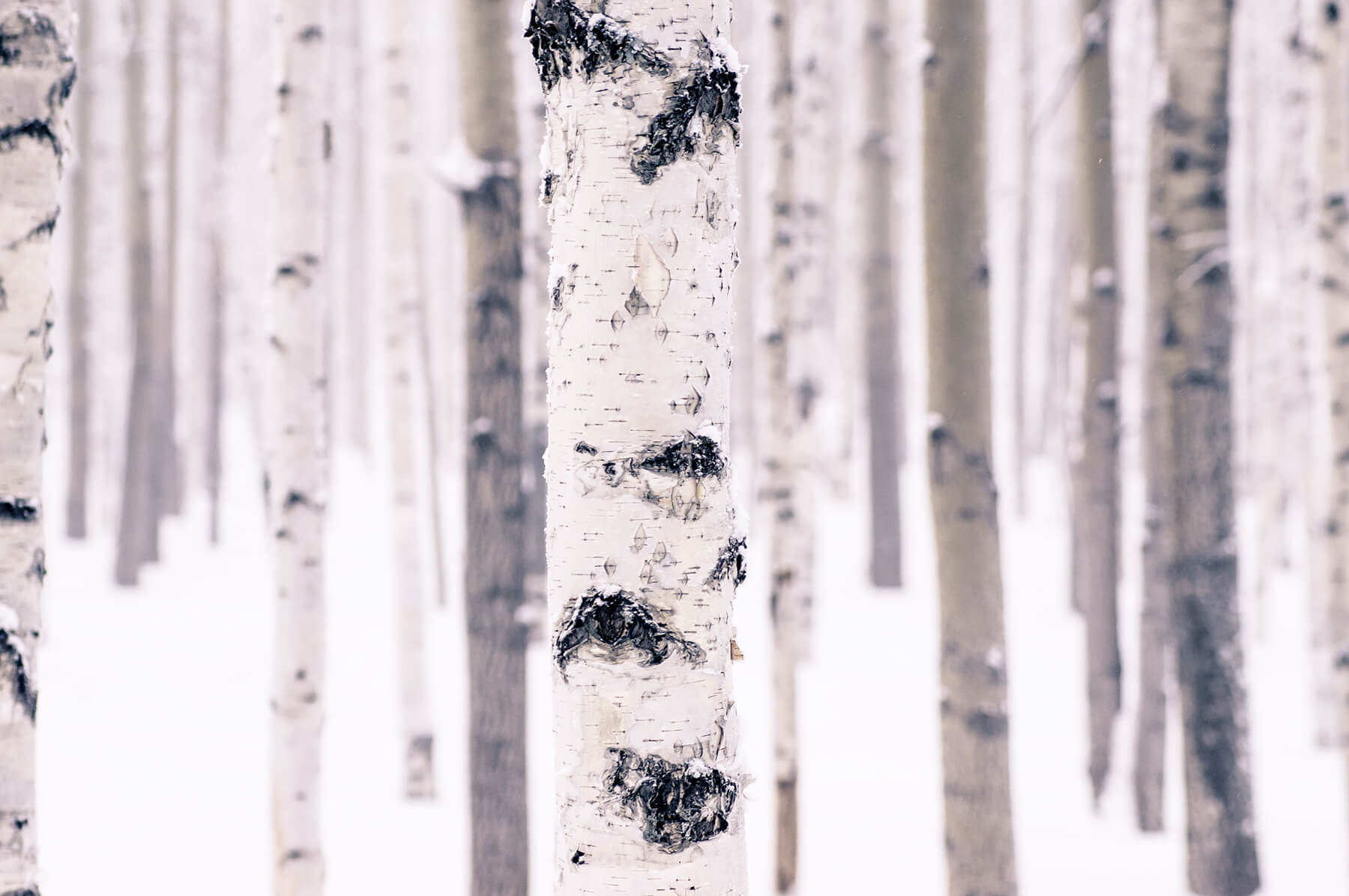 Snowy Aspens