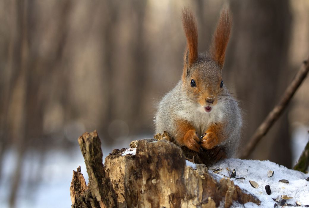 Snowshoes for Winter Wildlife Spotting