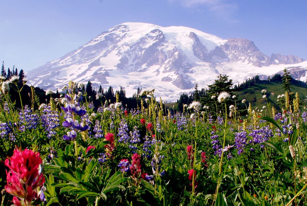 Snowshoes - Mount Rainier